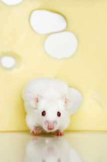 White mouse eating Swiss cheese.