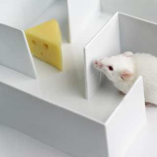 Mouse in a maze.