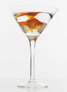 Goldfish swimming in martini glass.