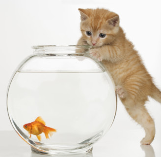 Kitten trying to get at a goldfish.