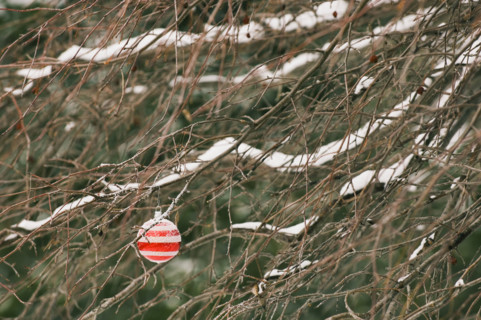 One Christmas ornament hanging in tree.