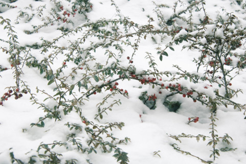 Winter snow scene.