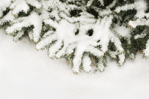 Snow covered pine branch.