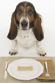 Bassett hound at dinner.