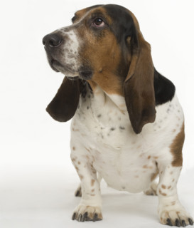 Portrait of a bassett hound.