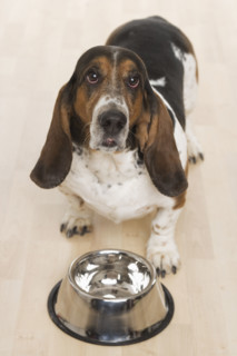 Bassett hound waiting for food.