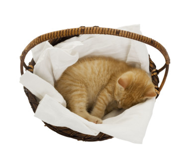 Studio shot of kitten sleeping in basket.