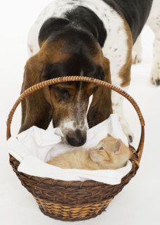 Bassett hound looking at kitten in basket.