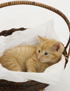 Kitten in a basket.