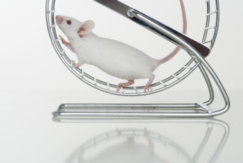 White mouse running on wheel.