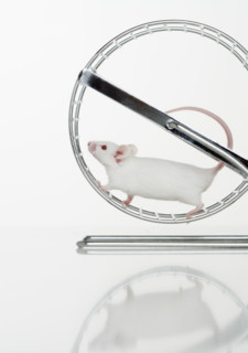 White mouse running on wheel.