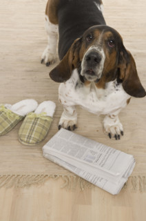 Bassett hound fetching slippers and newspaper.