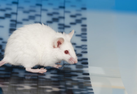 White mouse and DNA.