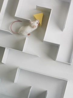 Mouse in a maze.