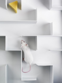 Mouse in a maze.