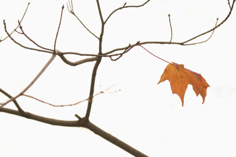 Closeup of lone autumn leaf.
