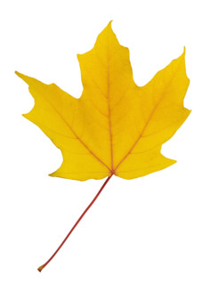 Closeup of an autumn leaf.