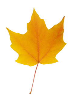 Closeup of an autumn leaf.