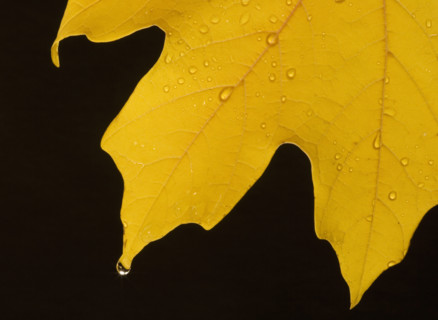 Closeup of fall leaf.