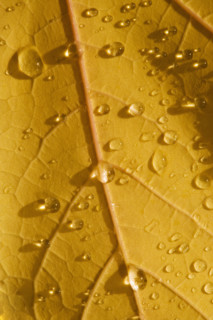 Closeup of fall leaf.