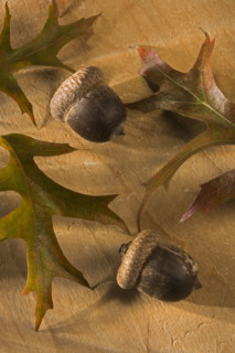 Still life of oak leaves and acorns.