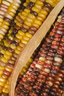 Extreme closeup of Indian corn.