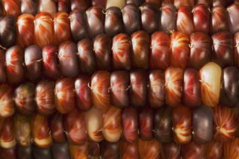 Extreme closeup of Indian corn.