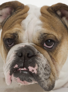 Portrait of a bulldog.