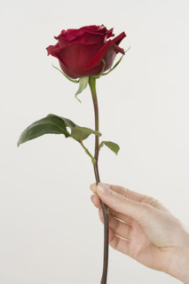 Woman holding a red rose.