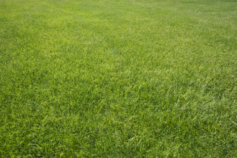 Field of green grass outdoors.