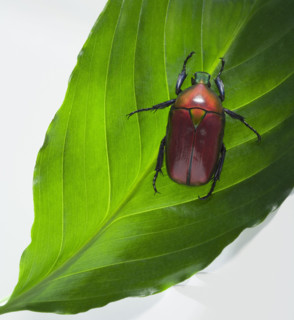 Scarab beetle on leaf.