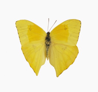 Studio shot of butterfly.