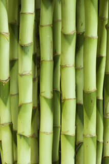 Close up of bamboo shoots.