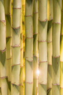 Close up of bamboo shoots.