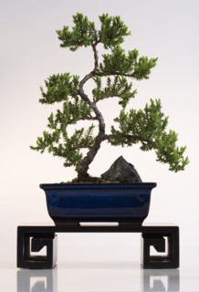 Studio shot of bonsai tree.
