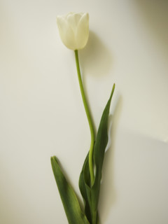Studio shot of tulip.