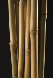 Studio shot of bamboo shoots.