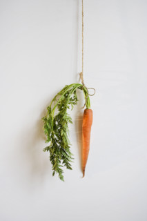 Studio shot of carrot hanging by string on the wall.