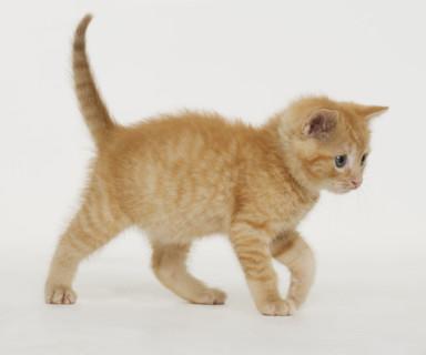 Portrait of a kitten.