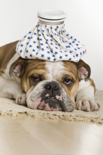 Bulldog with an icepack on head.