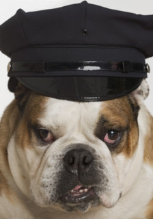 Bulldog dressed as a policeman.