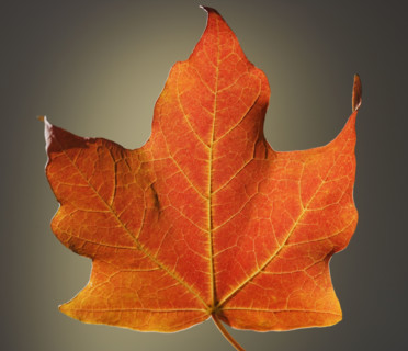 Close up of autumn leaf.