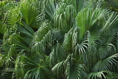 Close up of foliage.