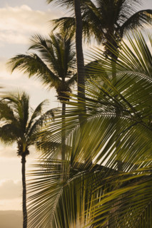 Palm trees at dusk.