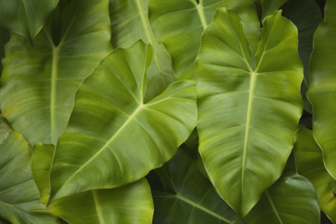 Close up of leaves.