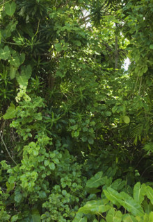 Assorted green plants outdoors.