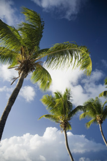 Low angle view of palm trees.