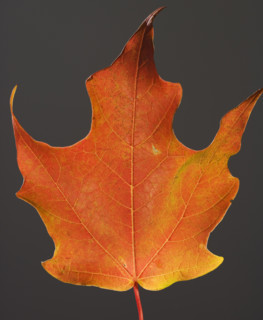 Close up of autumn leaf.