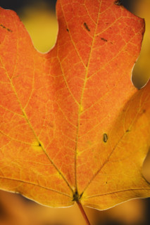 Close up of autumn leaf.