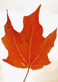 Close up of autumn leaf.